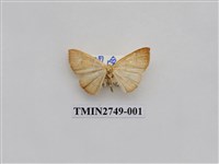 藏品(尺蛾315)的圖片